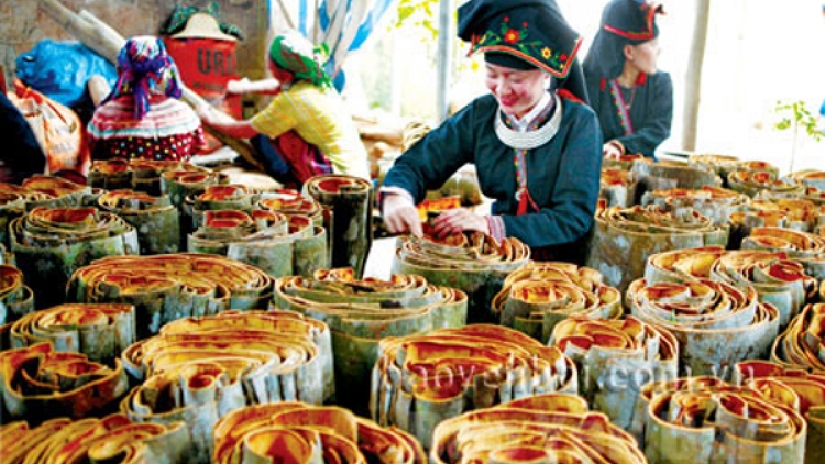 Văn Yên trồng quế làm giàu