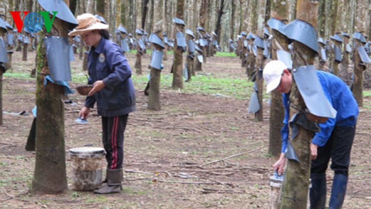 Những bất cập trong việc chuyển đổi rừng sang trồng cây cao su