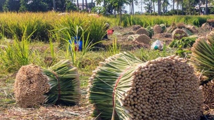 Chưng cất tinh dầu sả làm giàu