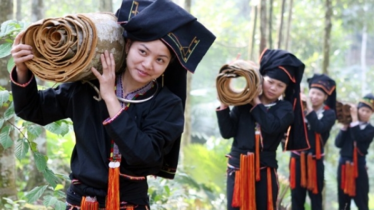 Cây quế Văn Yên làm giàu cho người Dao