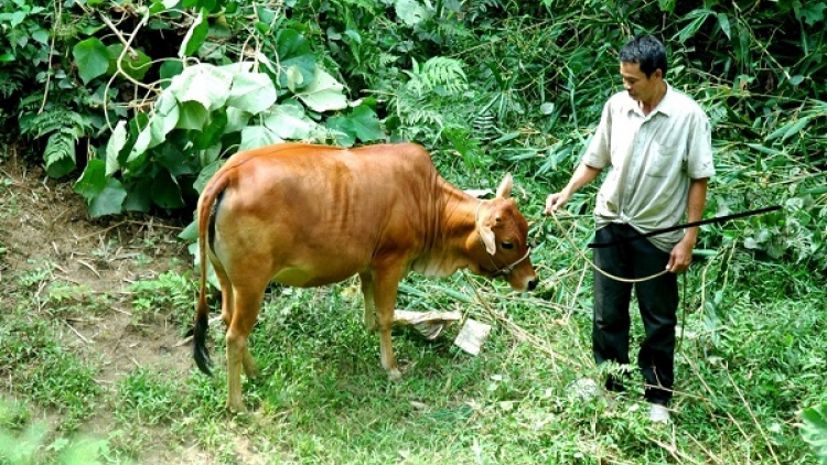 Hưởng 20 nhóm chính sách đầu tư, nghèo vẫn nghèo