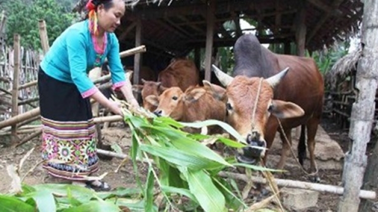 Thoát nghèo nhờ Ngân hàng chính sách xã hội