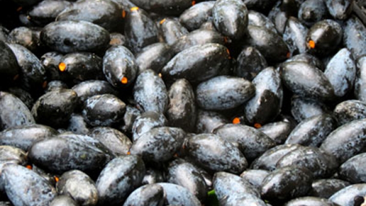 Hiệu quả mô hình trồng trám ở Thái Nguyên