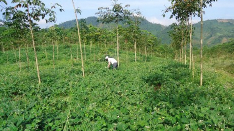 Già làng Điểu Re giỏi làm, giỏi nói