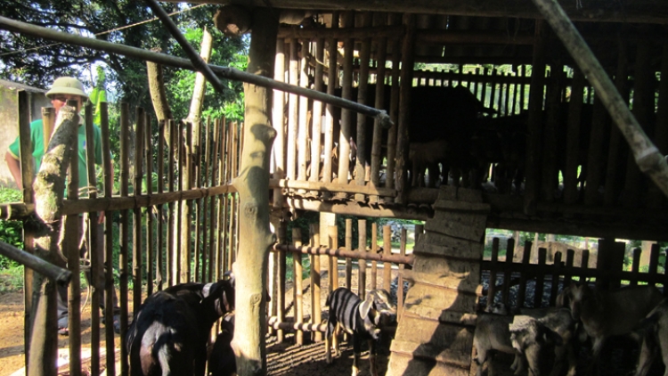 Người Mường làm giàu từ rừng