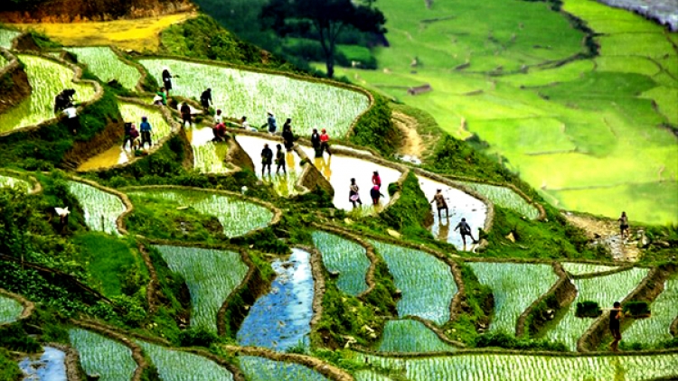 Quy hoạch phân khu Cầu Mây và bảo tồn ruộng bậc thang Sa Pa