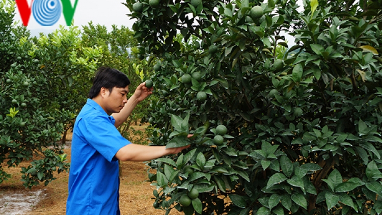 Bí thư Đoàn xã trồng cam thu tiền tỷ