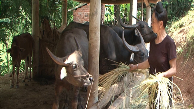Bài toán thoát nghèo cho dân trồng ngô