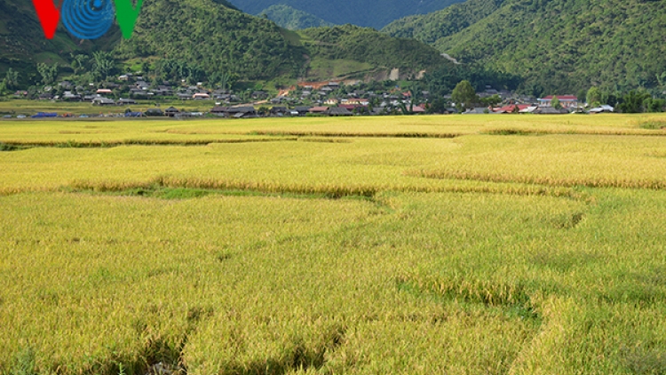 Nếp tan Ngọc Chiến vào mùa gặt