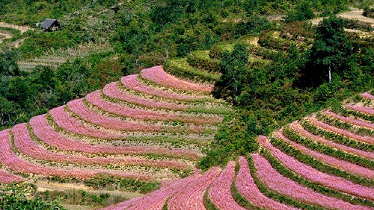 Mùa hoa - Then cải biên