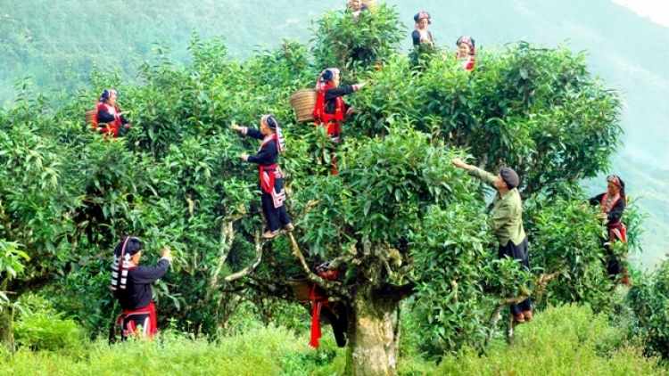 Chè Chốt, thức uống tinh khiết