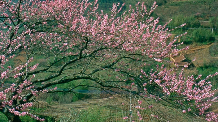 Tứ mùa hái hoa - Then cổ