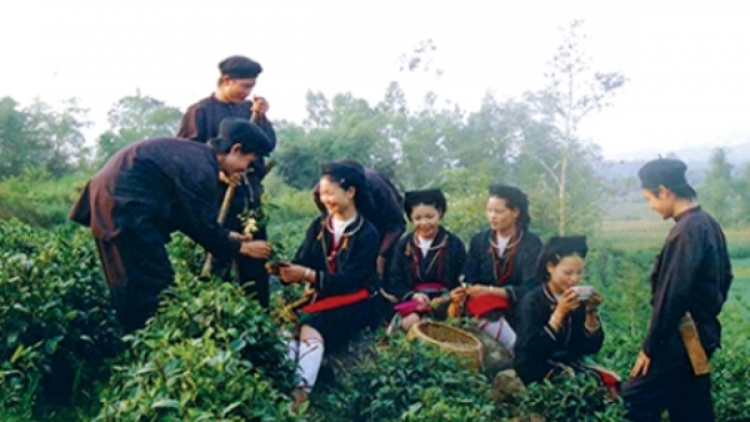 Trồng ba kích trong vườn nhà