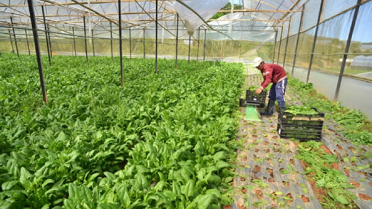 Kết nối tiêu thụ nông sản vùng cao