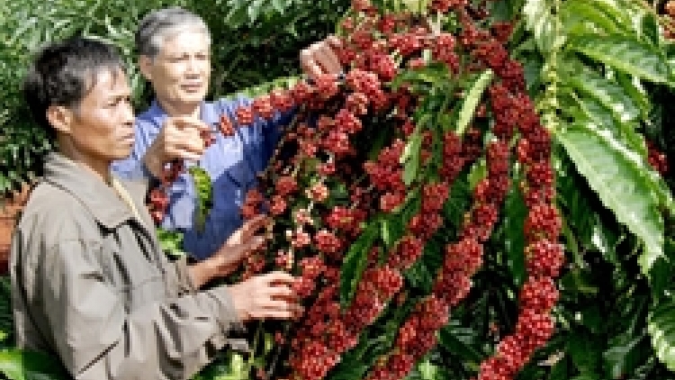 Phát triển nông nghiệp ứng dụng công nghệ cao