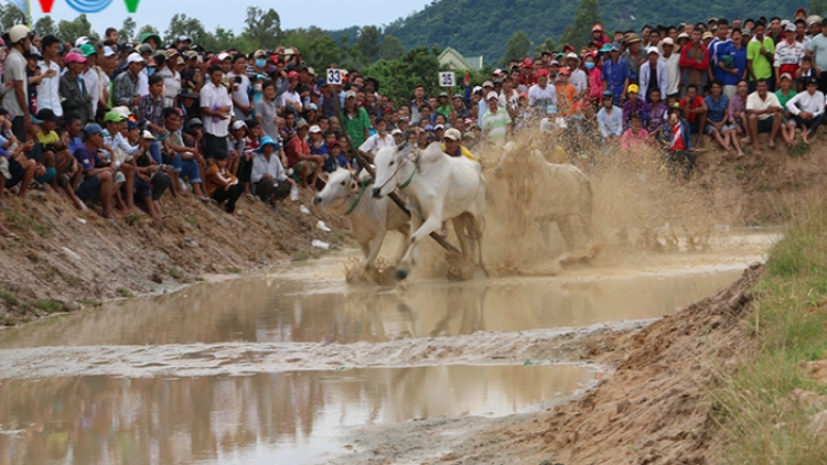 Tưng bừng ngày hội đua bò vùng Bảy Núi