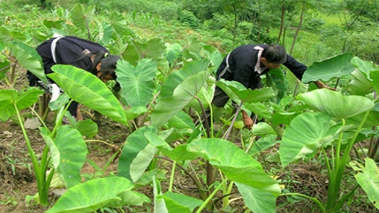 Thơm ngon khoai sọ Thuận Châu