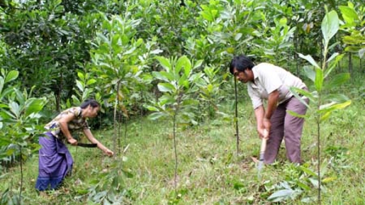 Đồng bào Cơ tu phát triển kinh tế rừng