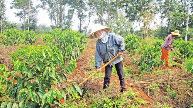 Mạnh dạn tham gia mô hình hợp tác xã
