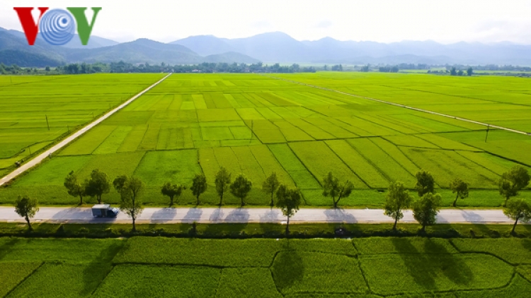 Mùa về trên cánh đồng Mường Thanh