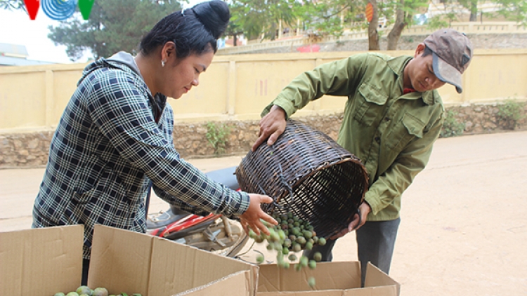 Mận Sơn La xuống giá