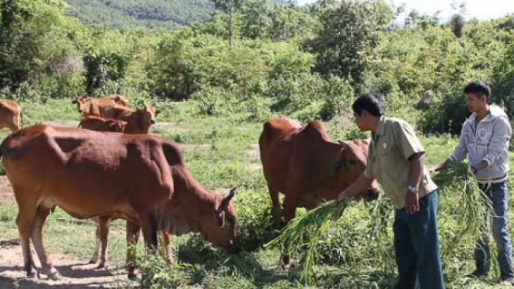 Thoát nghèo nhờ nguồn vốn vay ưu đãi