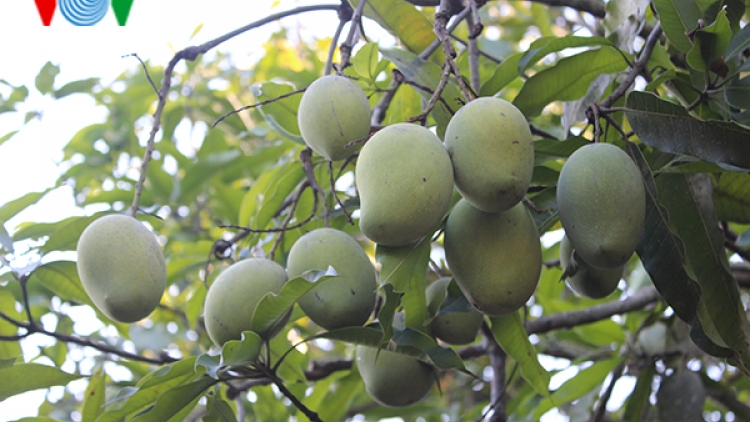 Ngày hội xoài Yên Châu