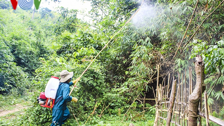 Điện Biên xử lý dứt điểm nguy cơ dịch châu chấu tre lưng vàng