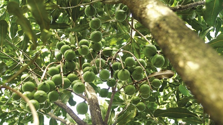 Lai Châu sẽ trồng 3.600ha cây mắc ca
