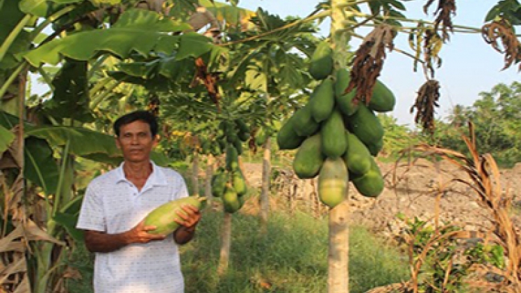 Nhà nông Khmer nhạy bén làm giàu