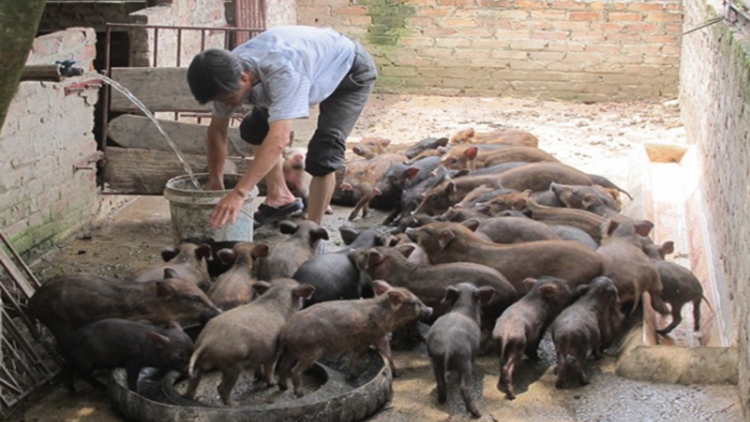 Chàng trai dân tộc Mông làm giàu bằng địa lan