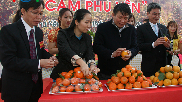 Công bố chứng nhận nhãn hiệu “Cam Phù Yên”