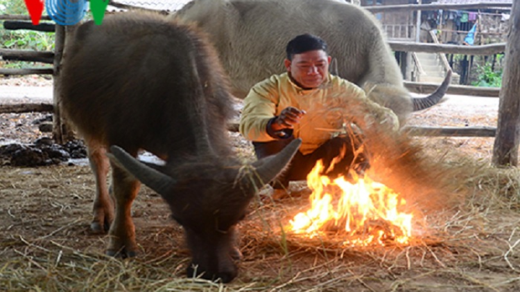 Sơn La tích cực chống đói rét cho gia súc