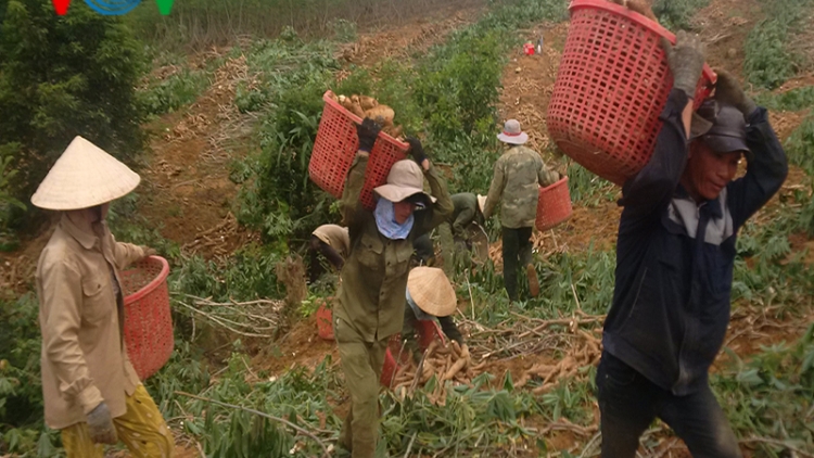 Kon Tum: Vụ sắn mới, nỗi lo cũ