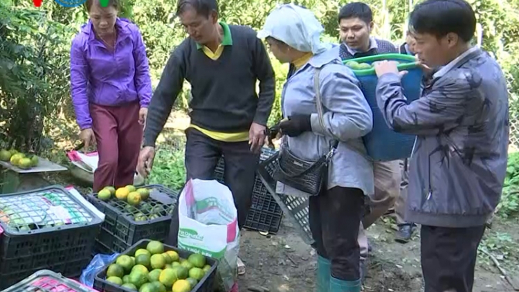 Triển vọng lớn từ cây quýt ngọt xứ Mường Khương