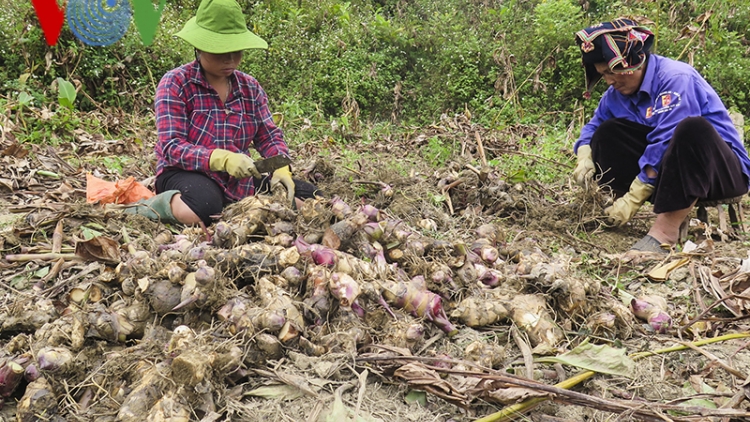 Làm gì để cây dong riềng phát triển ổn định mà không ảnh hưởng đến môi trường?