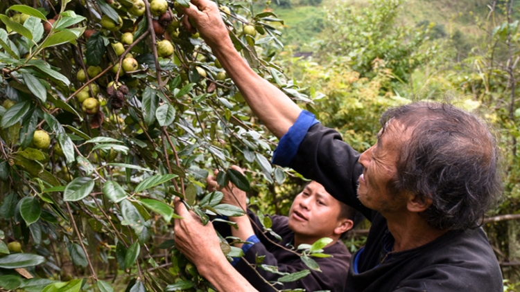 Trồng thông, táo mèo, vừa giữ rừng vừa phát triển kinh tế