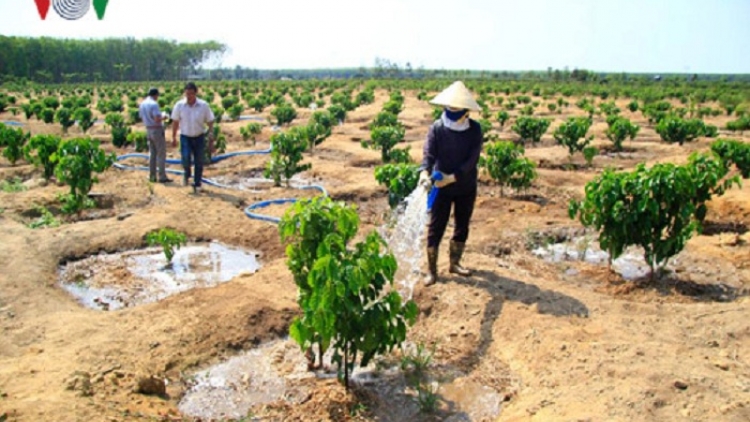 Mạnh dạn chuyển đổi cơ cấu cây trồng vật nuôi