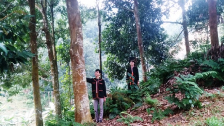 Cây quế trong văn hóa người Dao