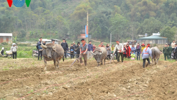 Nông dân Quang Kim xuống đồng đầu năm mới