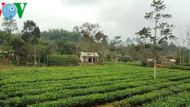 Chè sạch Yên Bái mang lại lợi ích kép