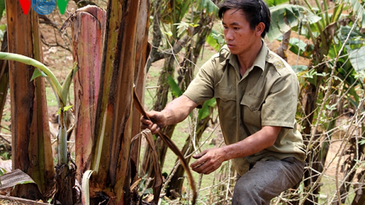 Nông dân Phong Thổ khóc ròng vì chuối chết