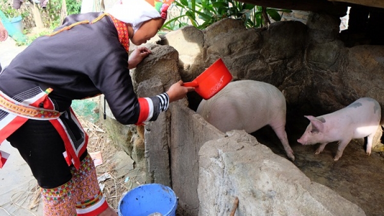 Vùng cao Bình Liêu vươn lên thoát nghèo