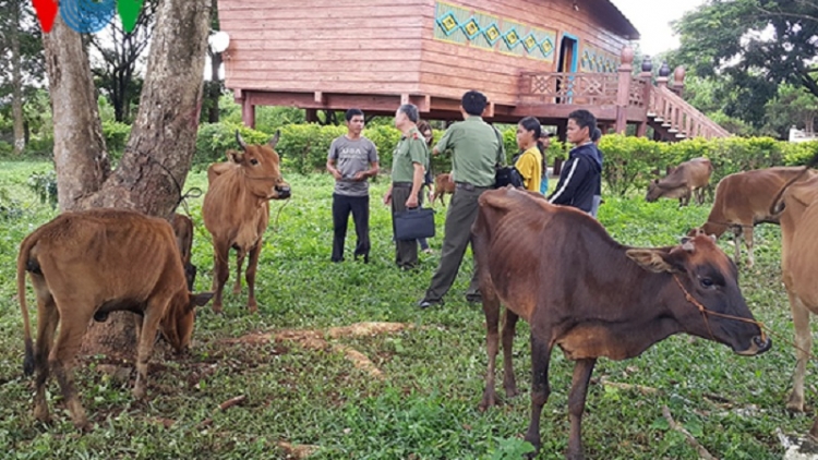 Cục An ninh Tây Nguyên trao bò giống cho hộ nghèo