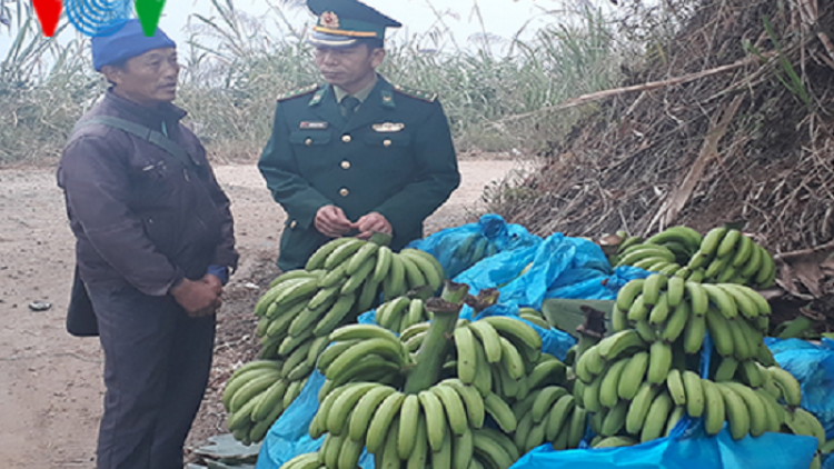 Vươn lên thoát nghèo nhờ cây chuối