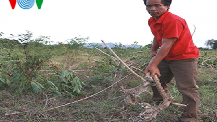 Cho thuê đất sản xuất, đồng bào dân tộc thiểu số thành người làm thuê trên đất của mình