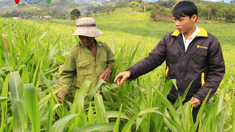 Cánh đồng mẫu lớn của người Xơ đăng