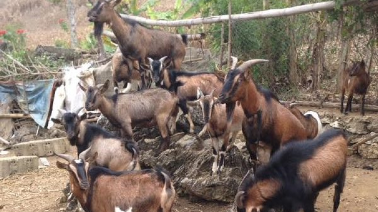 Lộc Bình phát triển kinh tế hiệu quả nhờ qũy hỗ trợ nông dân