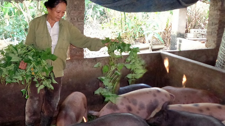 Qũy hỗ trợ nông dân góp phần xóa đói giảm nghèo