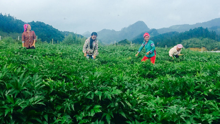 Liên kết doanh nghiệp - hướng đi mới cho dược liệu Bắc Hà